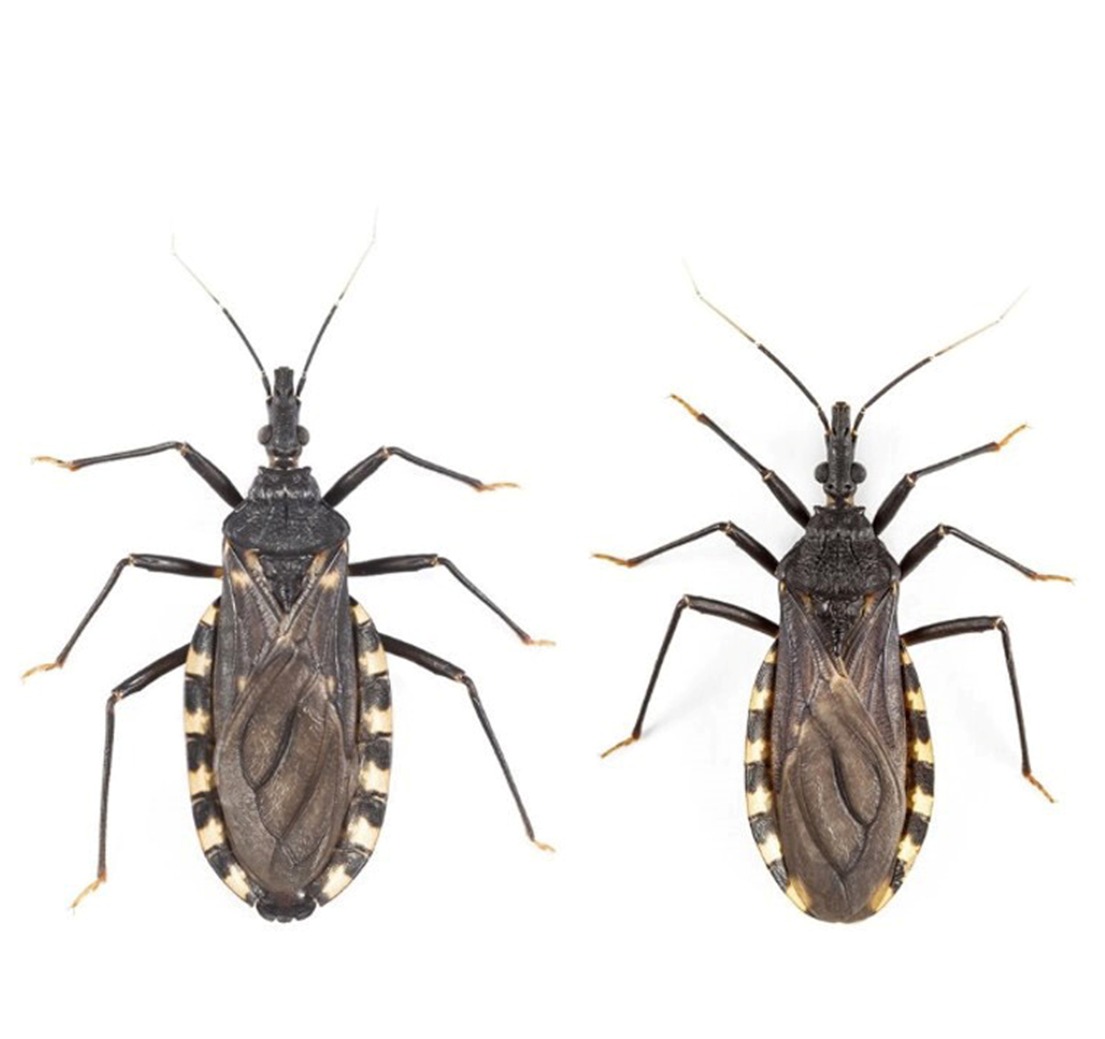 Investigación y vigilancia sobre vinchucas refuerzan la prevención del Chagas en Chubut