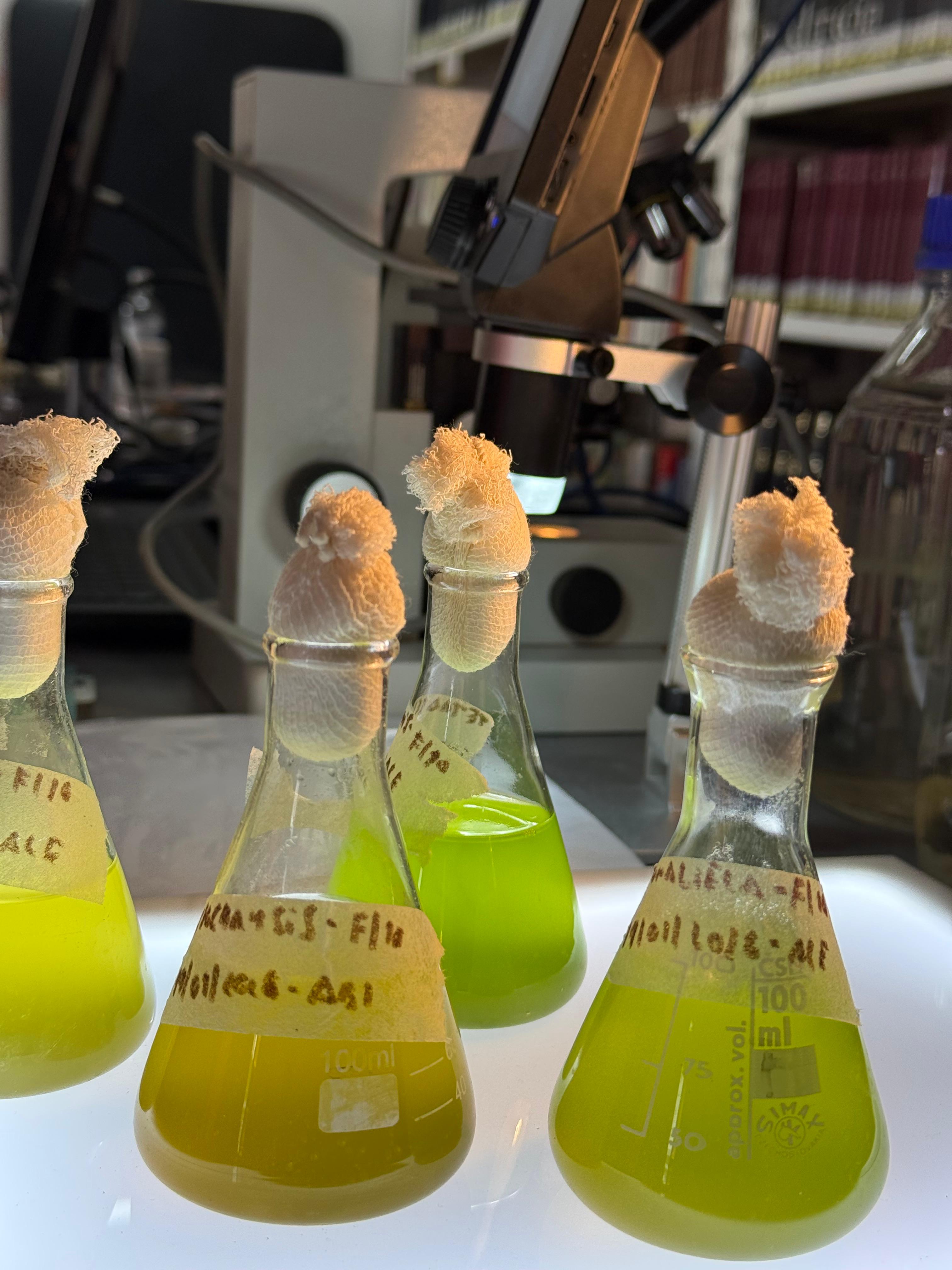 El CFI lanza Innova CFI, un fondo para impulsar la innovación en las provincias