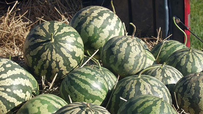 El Gobierno impulsa charla internacional sobre oportunidades productivas en la Fiesta del Citron en Gaiman