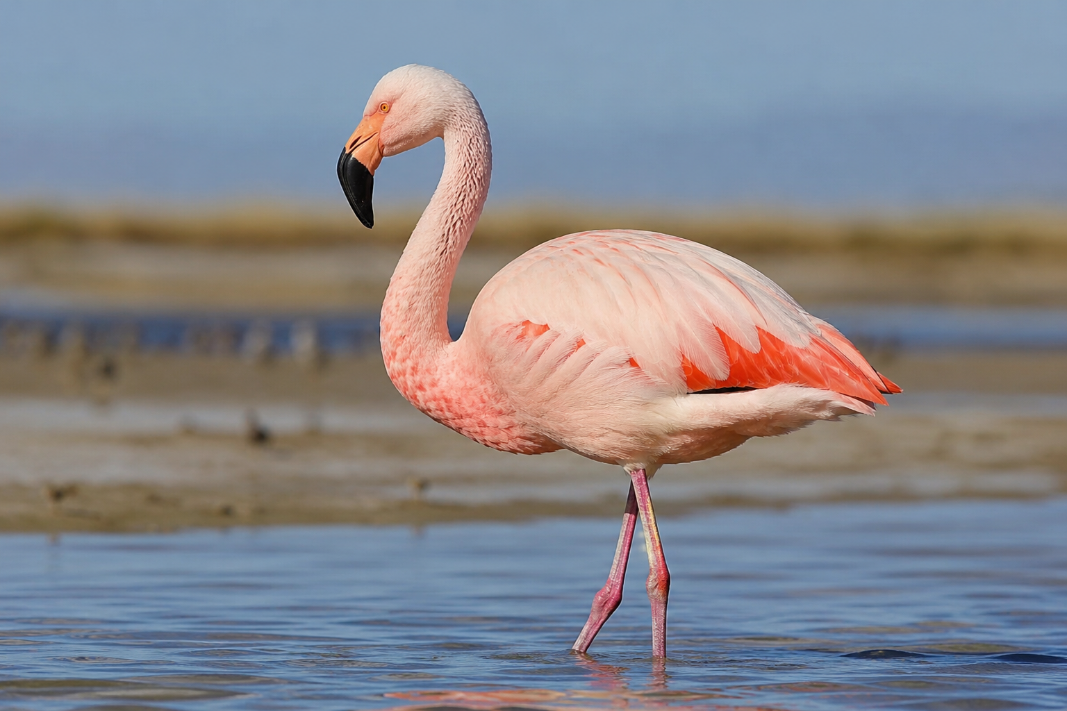 Los flamencos australes serán protagonistas de una charla de divulgación científica en Trelew