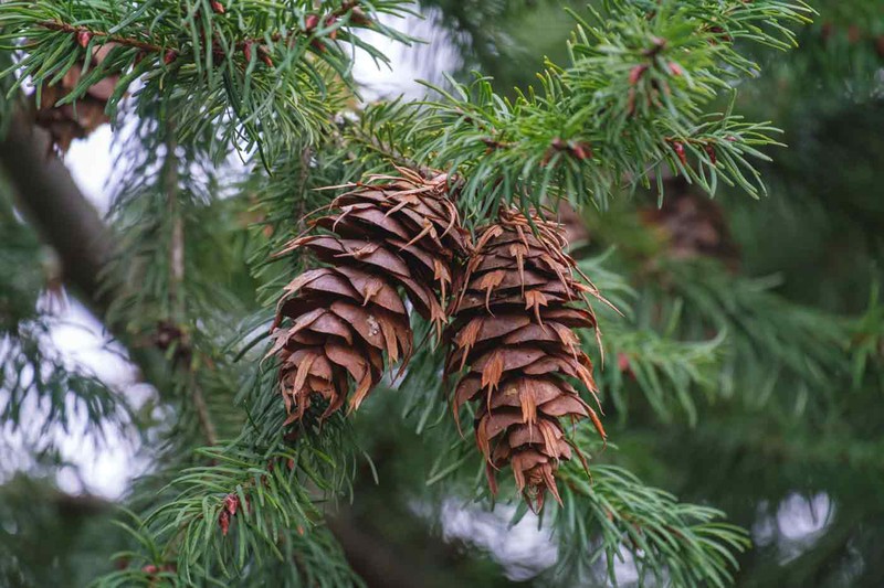 Los hallazgos de esta investigación proporcionan datos valiosos para la conservación de los bosques patagónicos.