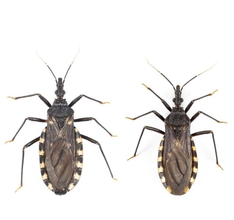 Investigación y vigilancia sobre vinchucas refuerzan la prevención del Chagas en Chubut